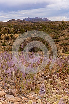 wildflowers with mt sonder in the distance at tjoritja - west macdonnell national park of the northern territory