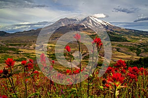 Wildflowers and Mt. St. Helens, Washington State photo