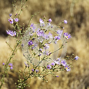 Wildflowers in National Park.