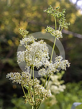 Wildflowers on a natural blurry background