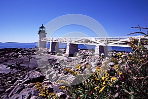 Wildflowers Near Marshall Pt Light, Port Clyde, ME