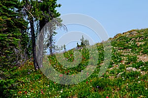Wildflowers Near The Summit of Lake Mountain
