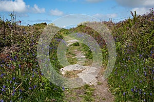 Wildflowers next to rocky path on Penwith peninsula, Cornwall, UK