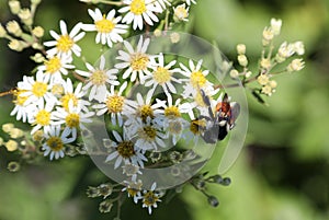 Wildflowers of Nova Scotia, Canada photo