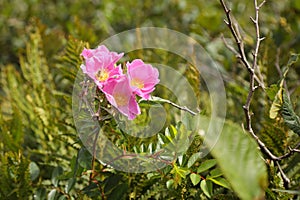 Wildflowers of Nova Scotia, Canada photo