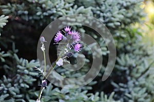 Wildflowers of Nova Scotia, Canada photo