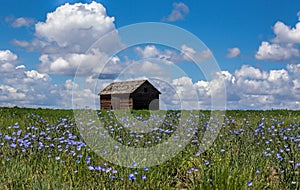 Wildflowers and an Old Building