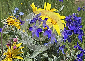 Wildflowers flower blue lupine arnica wild flowers photo