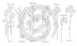 Wildflowers one line drawings set.