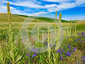 Wildflowers in the Palouse Hills