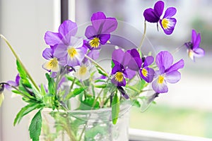 Wildflowers Pansies on the windowsill. The flowers on the window