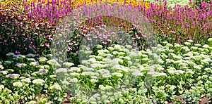 Wildflowers in the park of the city of Almaty, Kazakhstan