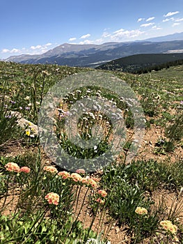 Wildflowers on Pennsylvania Mountain Colorado