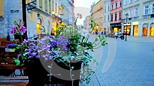 Wildflowers in pot, Krakow, Poland