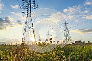 Wildflowers and power lines at the sunset