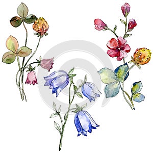 Wildflowers print floral botanical flower. Watercolor background set. Isolated bouquet illustration element.