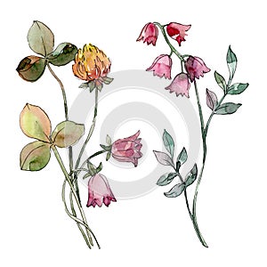 Wildflowers print floral botanical flower. Watercolor background set. Isolated bouquet illustration element.
