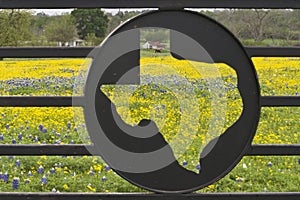 Wildflowers on a Ranch