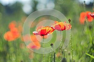 Wildflowers red poppies