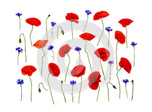 Wildflowers: red poppies corn poppy, corn rose, field poppy, Flanders poppy, red weed, coquelicot and cornflowers on white
