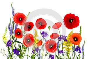 Wildflowers: red poppies corn poppy, field poppy, Flanders poppy, coquelicot, Consolida larkspur, Veronica spicata