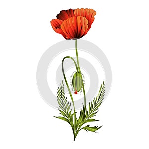 Wildflowers  red poppies flowers with bud flowering  bouquet watercolor vintage vector illustration editable hand drawn