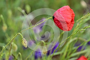 Wildflowers. Red Poppy and purple flowers.