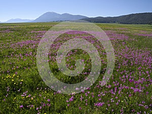 Wildflowers at Red Rock Lakes National Wildlife Refuge