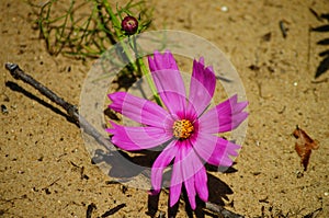 Wildflowers Resting Upon the Earth