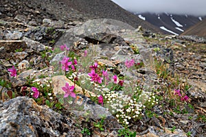 Wildflowers Rhododendron camtschaticum and Minuartia obtusiloba (Alpine sandwort) in a mountain gorge.