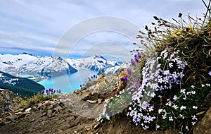 Wildflowers on ridge above turquoise lake snowcapped mountains.