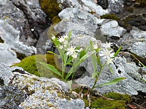 Wildflowers on a rock near Wawa Ontario Canada