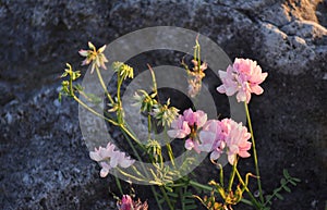 Wildflowers on rocky background.