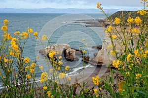 Fiori roccioso scogliere un Pacifico Oceano Sorprendente bluffare marciapiede 