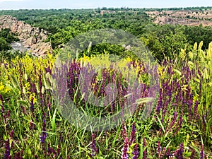 Wildflowers on the rocky slopes of the gorge