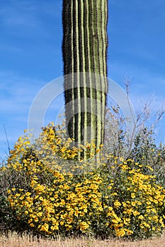 Wildflowers and Saguaro photo