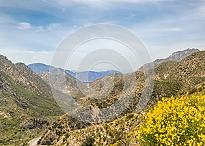 Wildflowers, San Gabriel Mountains, Angeles National Forest, CA photo