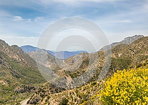 Wildflowers, San Gabriel img