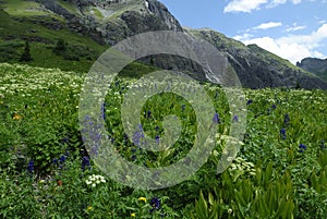 Wildflowers in San Juan Mountains in Colorado