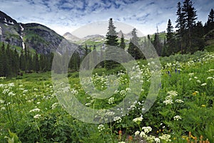 Wildflowers in San Juan Mountains in Colorado