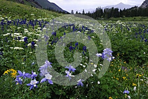 Wildflowers in San Juan Mountains in Colorado