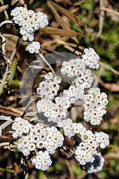 Wildflowers the scientific name Blumea Balsamifera