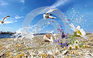 Wildflowers  seagull  flight and seashell and wild flowers  on stone at beach sea water splash and on horizon yach club harbor blu