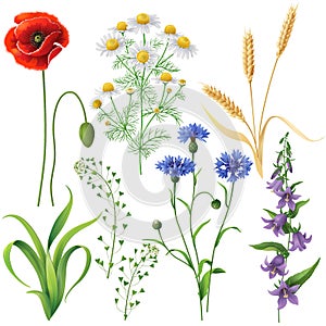 Wildflowers Set