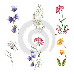 Wildflowers. A set of graphic elements for botanical compositions