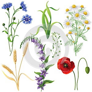 Wildflowers Set