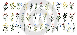 Wildflowers set. Wild flowers floral botanical plants