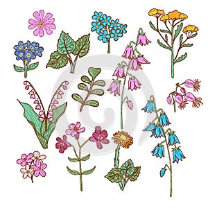 Wildflowers set. Wild flowers floral botanical plants