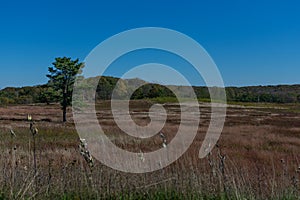 Wildflowers in Shenandoah National Park\'s Big Meadows