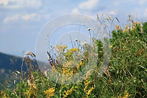 Wildflowers on the slopes of Mount Mashuk in Pyatigorsk, Russia